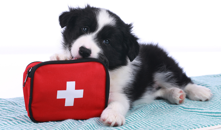 pet emergency loan