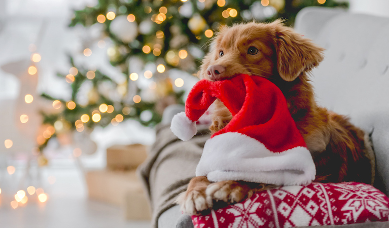 dog for christmas