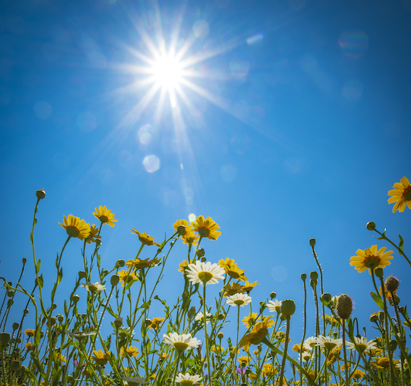 sunny loans alternative